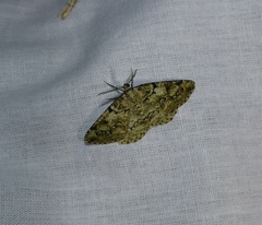 Cleorodes lichenaria