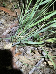 Capillipedium spicigerum