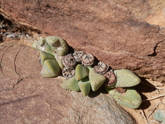 Pleiospilos compactus