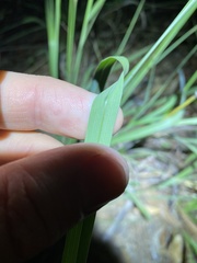 Capillipedium spicigerum