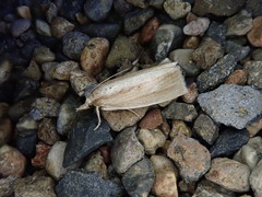 Japonichilo bleszynskii