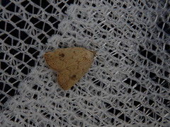 Anachrostis nigripunctalis