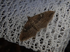 Orthonama obstipata
