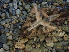 Helotropha leucostigma