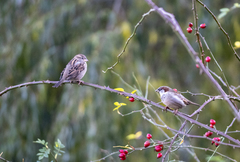 Passer domesticus