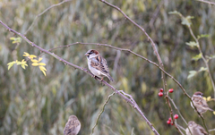 Passer domesticus