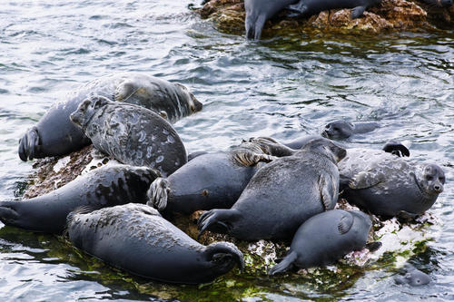 Baikal Seal