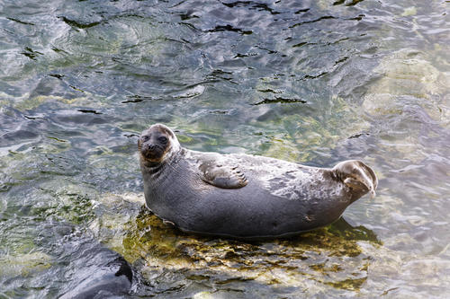 Baikal Seal