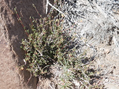 Hermannia filifolia robusta