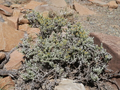 Helichrysum lucilioides