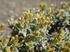 Helichrysum lucilioides