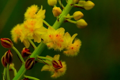Bulbine angustifolia