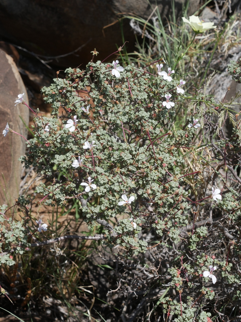 Southernwood-leaved pel (Pelargonium abrotanifolium)