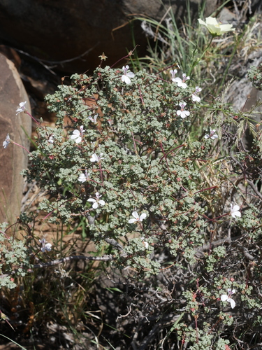 Southernwood-leaved pel (Pelargonium abrotanifolium)