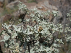 Buddleja glomerata