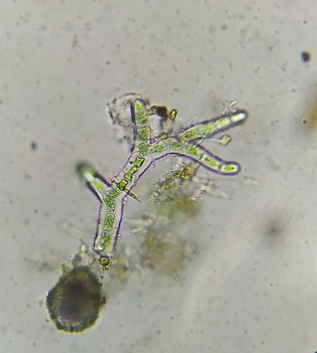 Chroodactylon