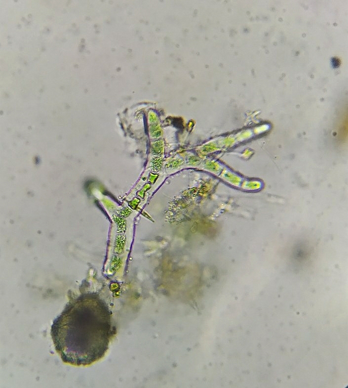 Chroodactylon