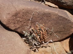 Fockea edulis