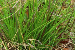 Bulbine angustifolia