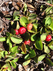 Gaultheria humifusa