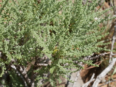 Pelargonium tragacanthoides