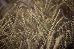 Halocnemum strobilaceum