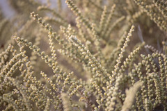 Halocnemum strobilaceum