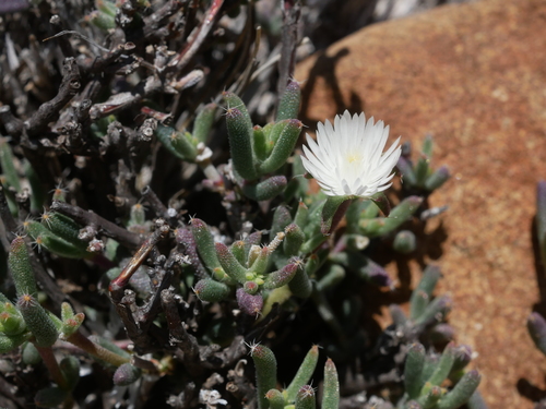 Image of Trichodiadema setuliferum by (c) James Deacon, some rights reserved (CC BY-SA)