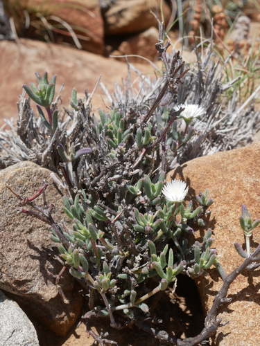 Image of Trichodiadema setuliferum by (c) James Deacon, some rights reserved (CC BY-SA)