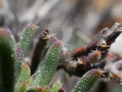 Trichodiadema setuliferum