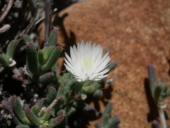 Trichodiadema setuliferum