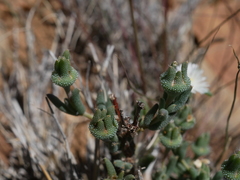 Trichodiadema setuliferum