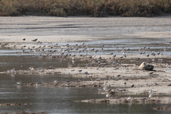 Charadrius alexandrinus