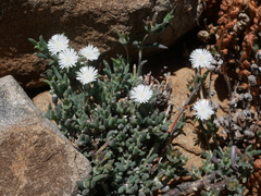 Trichodiadema setuliferum