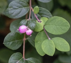 Symphoricarpos albus