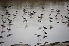 Himantopus himantopus