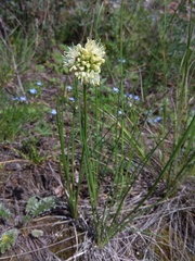 Allium stellerianum