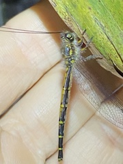 Suhpalacsa subtrahens