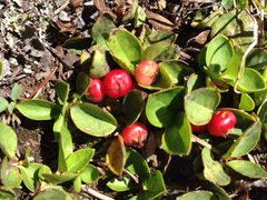 Gaultheria humifusa
