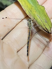 Suhpalacsa subtrahens