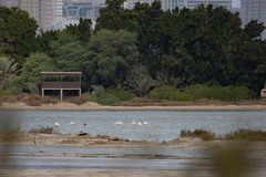 Phoenicopterus roseus