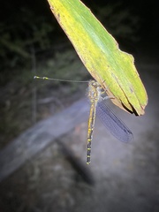 Suhpalacsa subtrahens