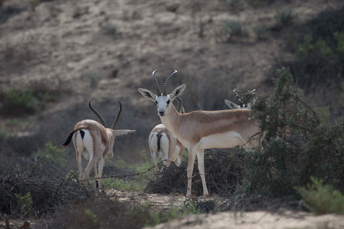 Sand Gazelle