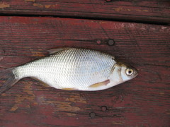 Blicca bjoerkna