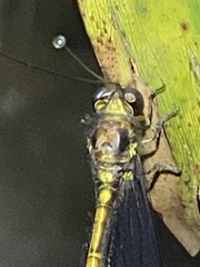 Suhpalacsa subtrahens