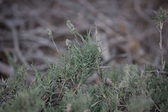 Aeluropus lagopoides