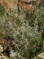 Stachys linearis