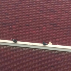 Columba livia domestica