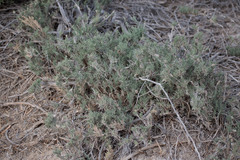 Aeluropus lagopoides