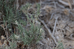 Aeluropus lagopoides